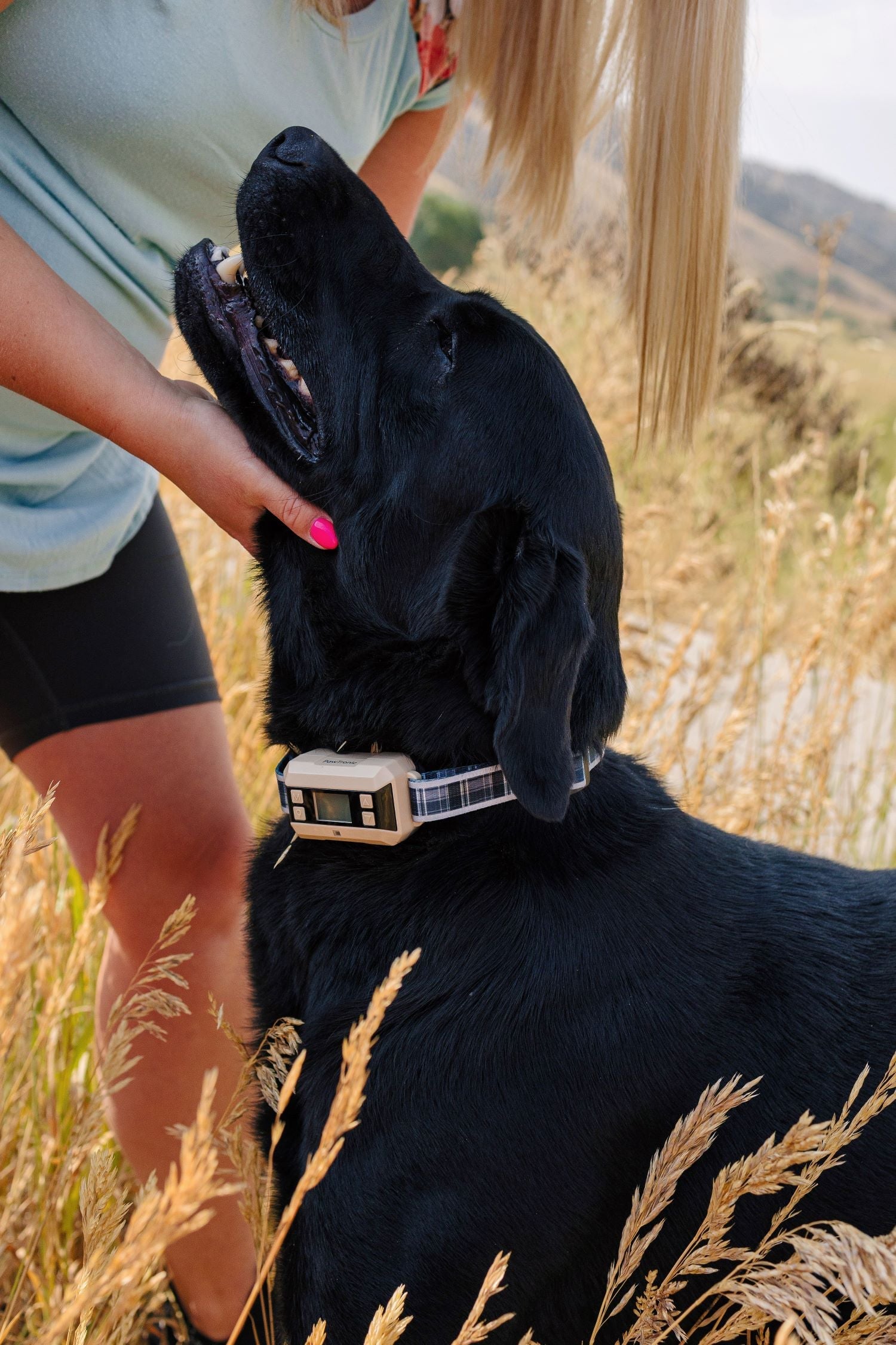 The Benefits of Regular Exercise and Mental Stimulation for Dogs